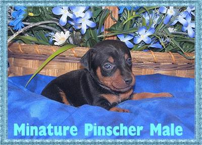 Puppies in KY